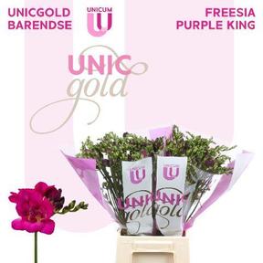 Freesia du purple king