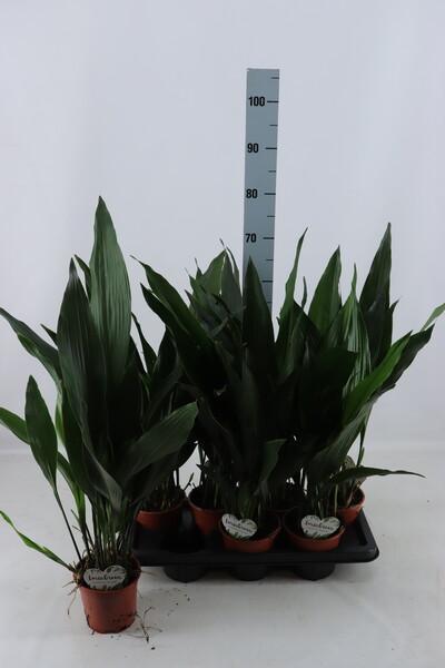 Aspidistra elatior