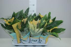 Spathiphyllum Diamond Variegata