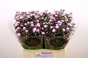 Aster double date pink
