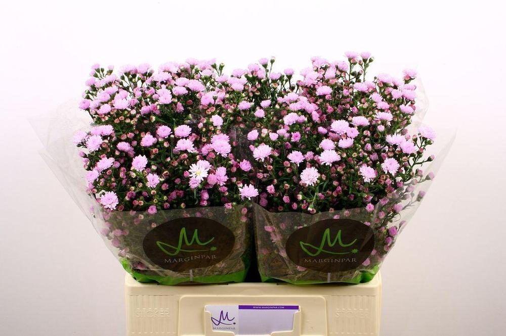 Aster double date pink
