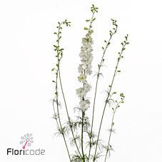 Delph consolida regalis white