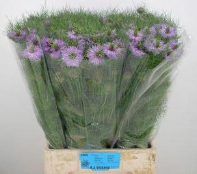 Nigella damascena overig - bal