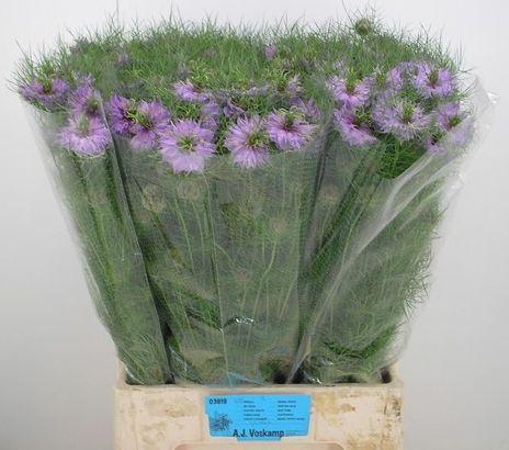 Nigella damascena overig