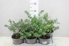 Eucalypthus pulverulenta