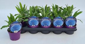 Echinops