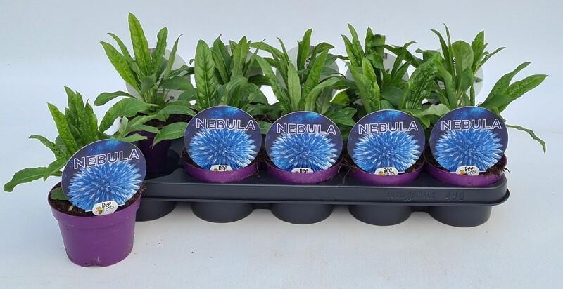 Echinops