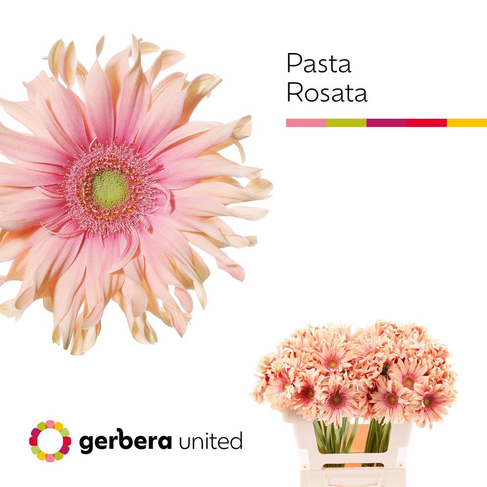 Gerbera plastic pasta rosata