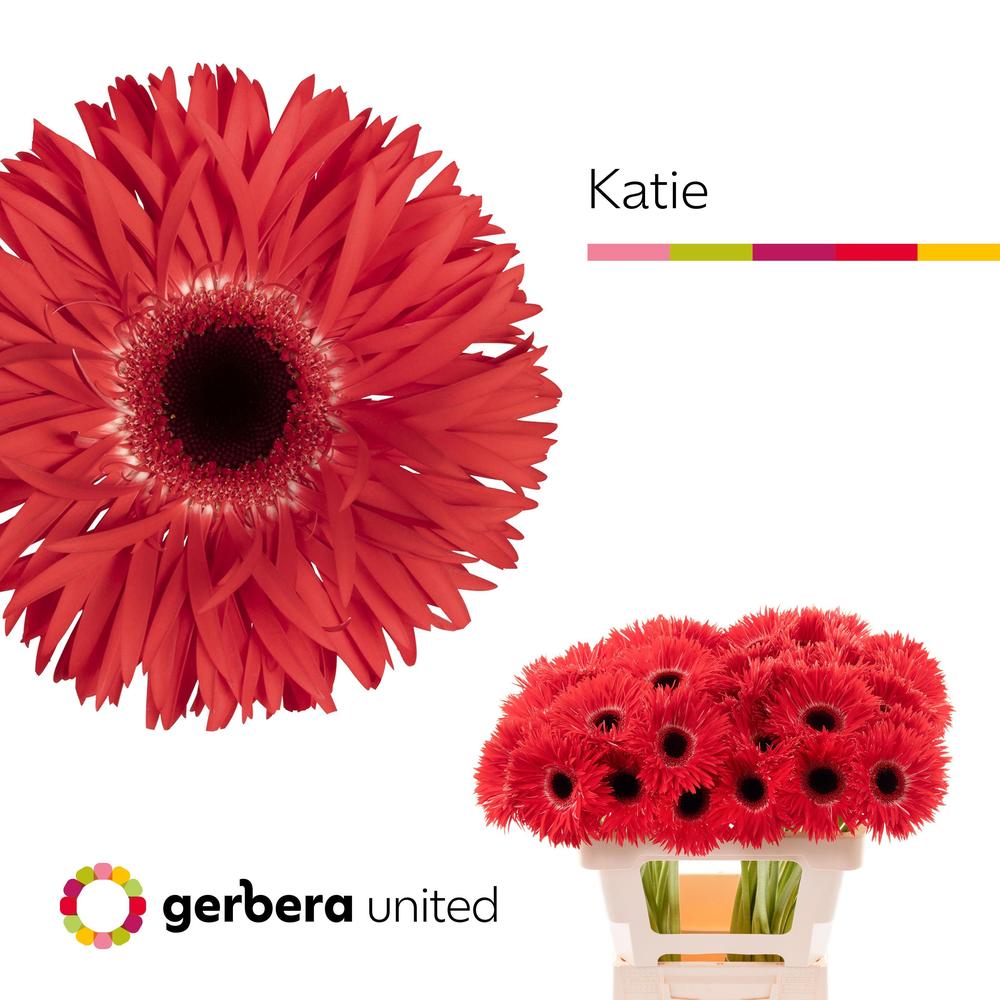 Gerbera plastic spider katie