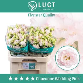 Eustoma du wedding pink