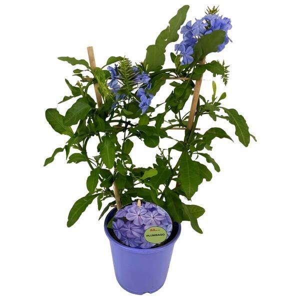Plumbago