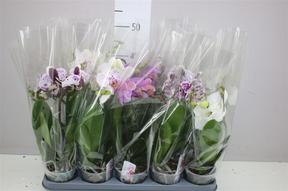 Phalaenopsis Boho Love