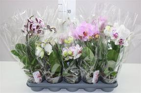 Phalaenopsis Boho Love