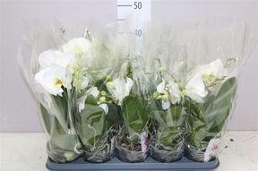 Phalaenopsis Boho Love