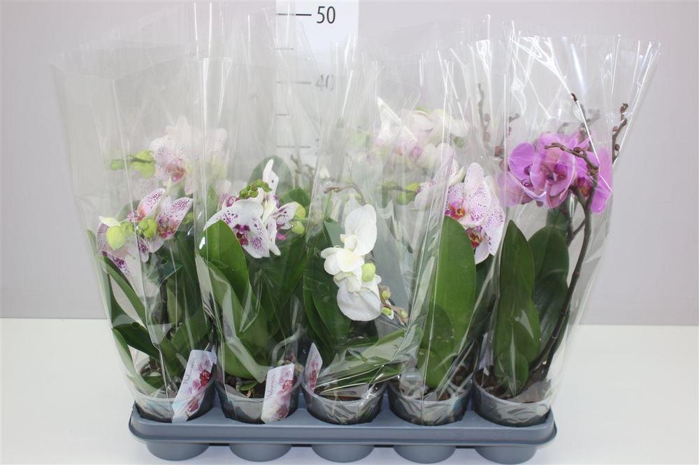 Phalaenopsis Boho Love