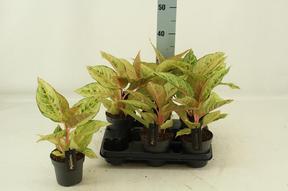 Aglaonema Chartreuse Pretty