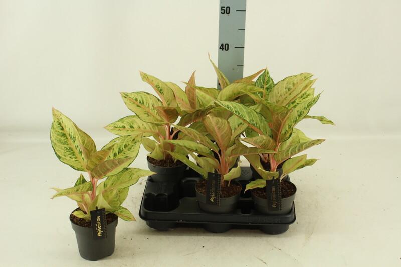 Aglaonema Chartreuse Pretty