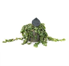 Peperomia prostrata