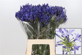 Agapanthus eyfori blue