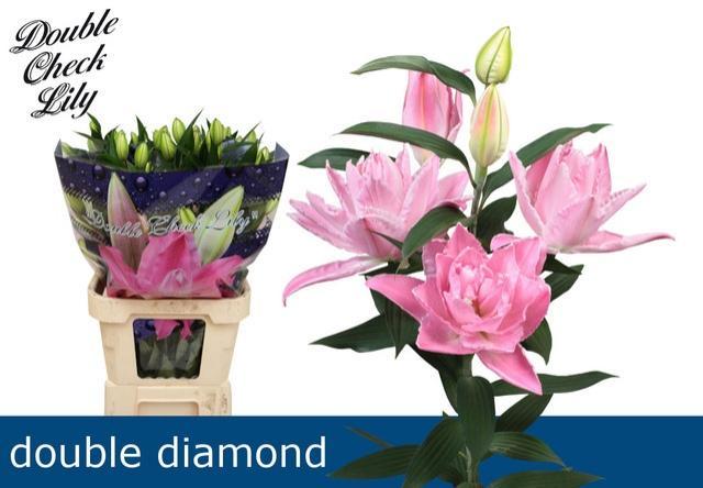 Lilium or dbl double diamond