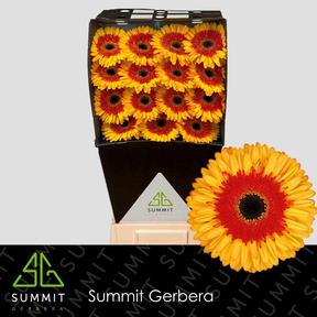 Gerbera diamond candycorn