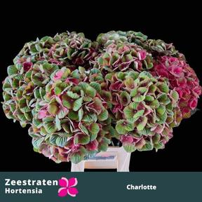 Hydrangea mag charlotte