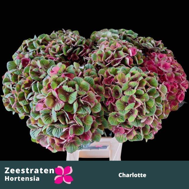Hydrangea mag charlotte