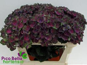 Hydrangea mag charlotte blue