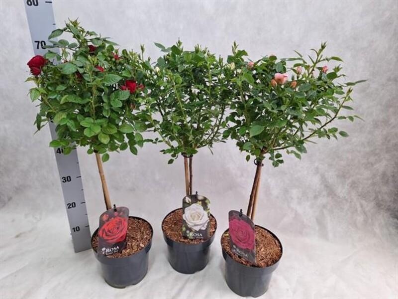 Rosa mix stromek
