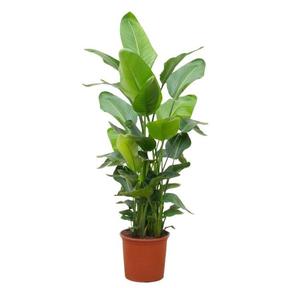 Strelitzia Nicolai