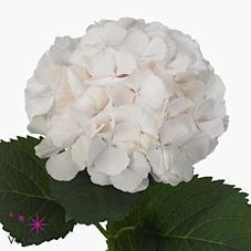 Hydrangea sweet verena