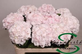 Hydrangea sweet verena