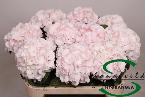 Hydrangea sweet verena
