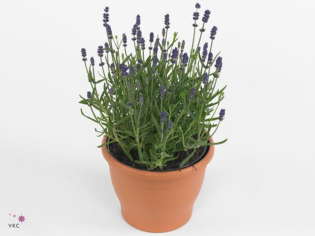 Lavandula angustifolia Beezee pink