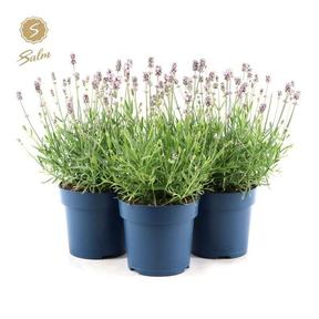 Lavandula angustifolia Beezee pink