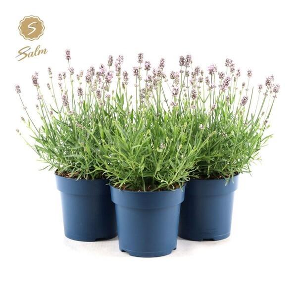 Lavandula angustifolia Beezee pink