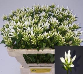 Campanula glom echo alfa white