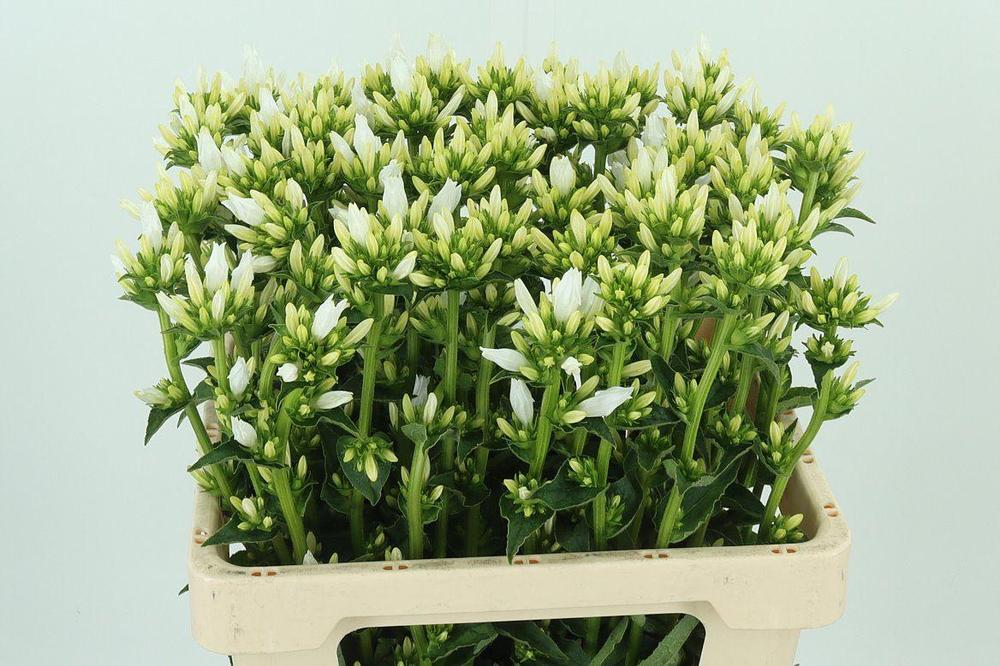 Campanula glom echo alfa white