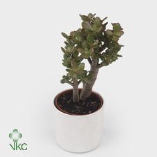 Crassula Campfire