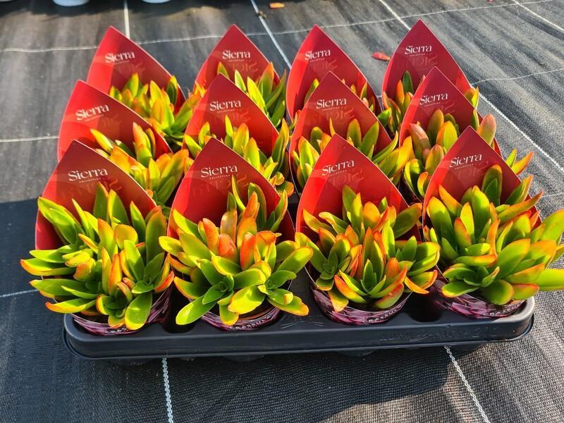Crassula Campfire