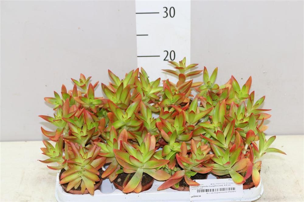 Crassula Campfire
