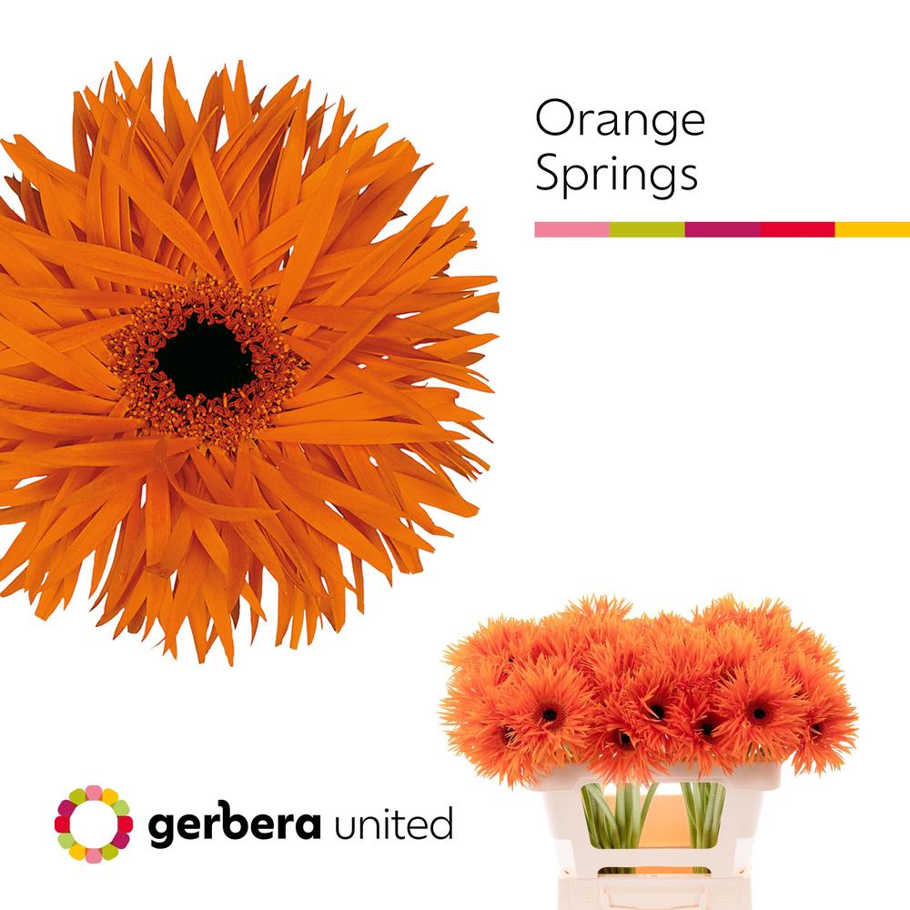 Gerbera plastic spider orange springs