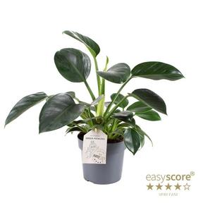 Philodendron Fun Bun