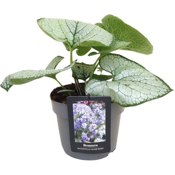 Brunnera macrophylla