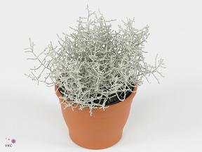 Calocephalus + muehlenbeckia CZ
