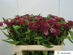 Asclepias soulmate