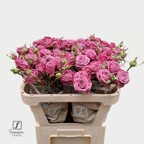 Rosa tr purple queen