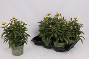 Leucanthemum Banana cream