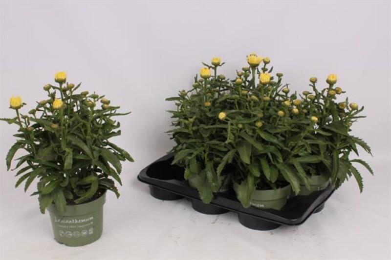 Leucanthemum Banana cream