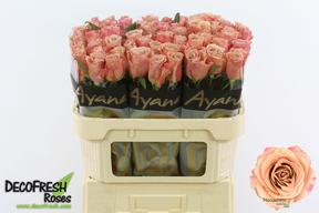 Rosa gr moccachino